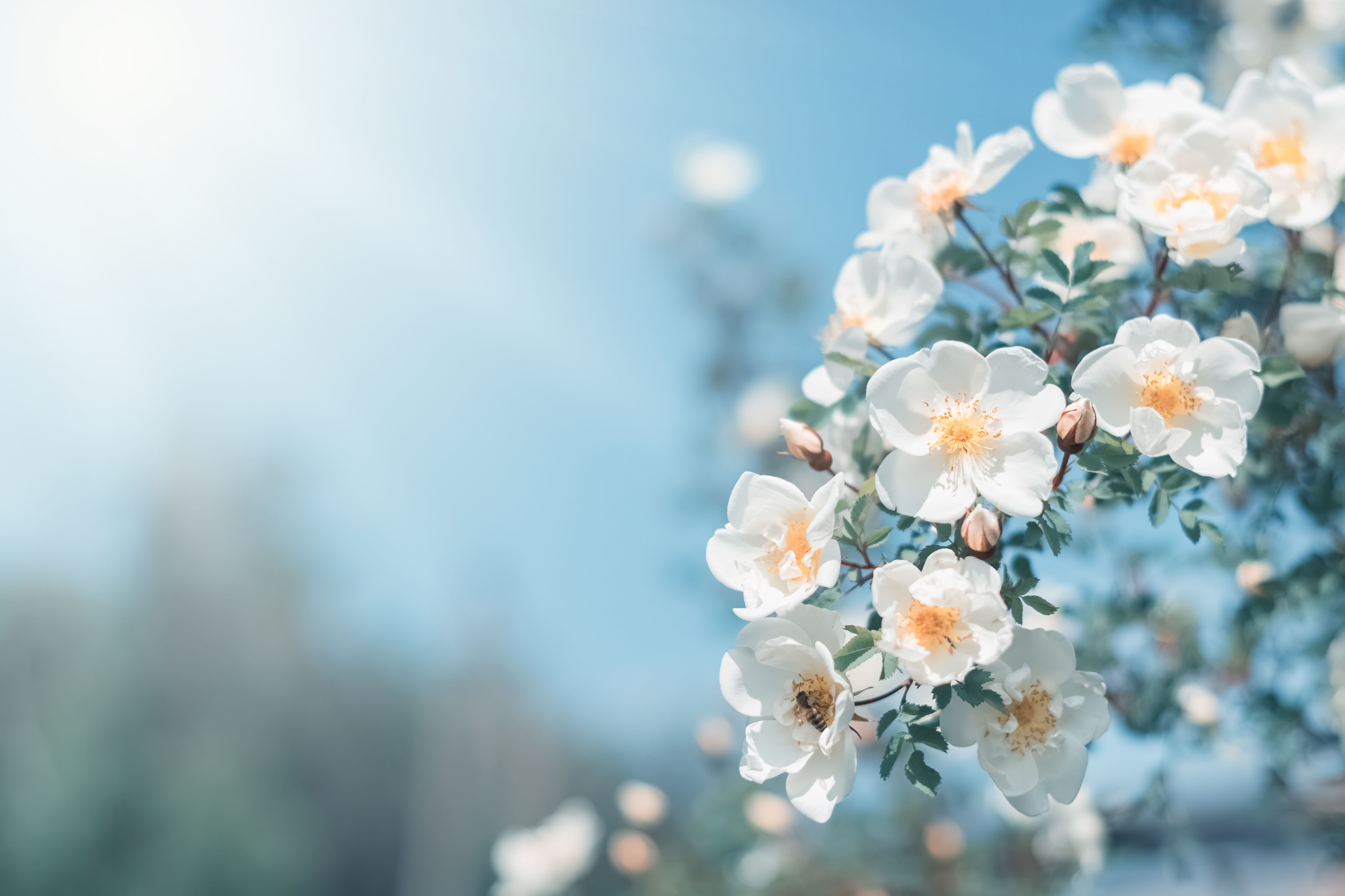 spring